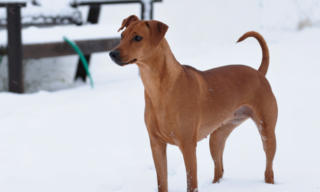 German Pinscher: A Complete Guide