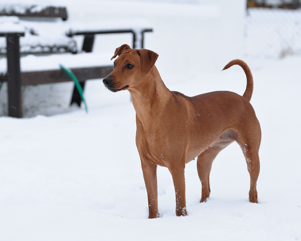 German Pinscher: A Complete Guide feat German Pinscher: A Complete Guide