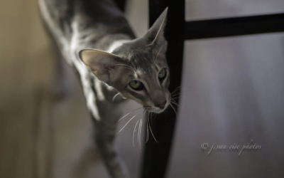 Oriental Shorthair Cat: A Complete Guide