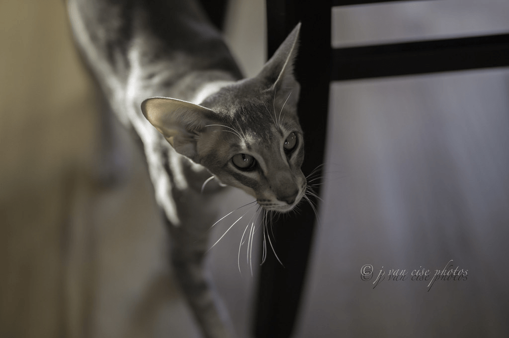 Oriental Shorthair Cat: A Complete Guide