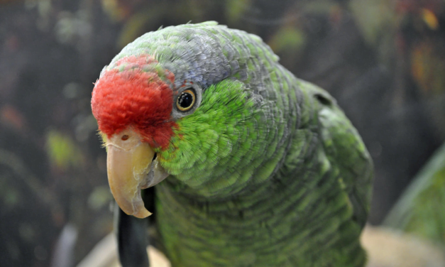Amazon Parrot: A Total Guide