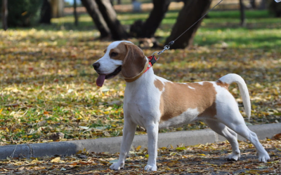 Beagle Essentials: Your Complete Guide to Care & Training
