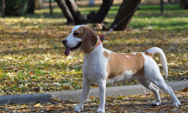 Beagle Essentials: Your Complete Guide to Care & Training