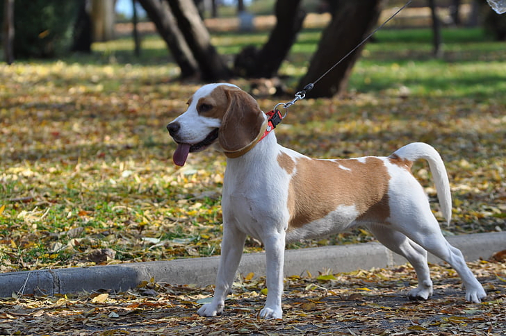 Beagle Essentials: Your Complete Guide to Care & Training feat Image of a beagle on a walk