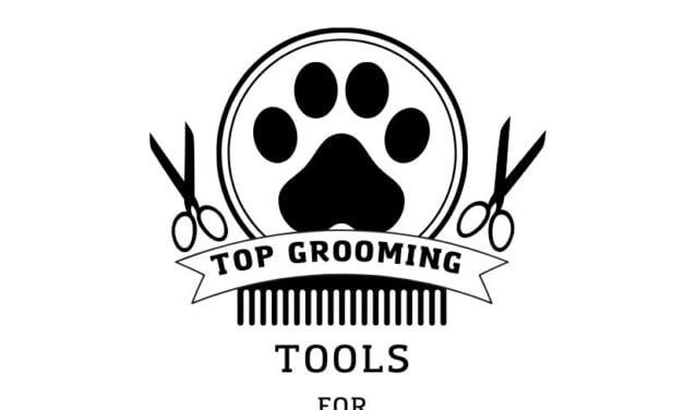 Top 10 Cat Grooming Tools: Ultimate Guide for 2024