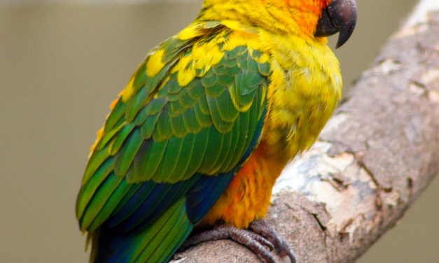 Conure: A Complete Guide