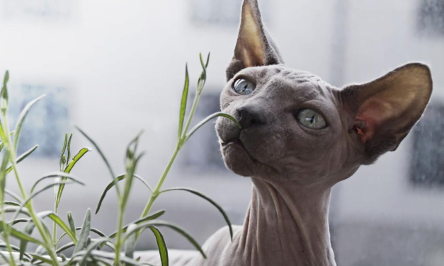Sphynx Cat Breed: A Complete Guide
