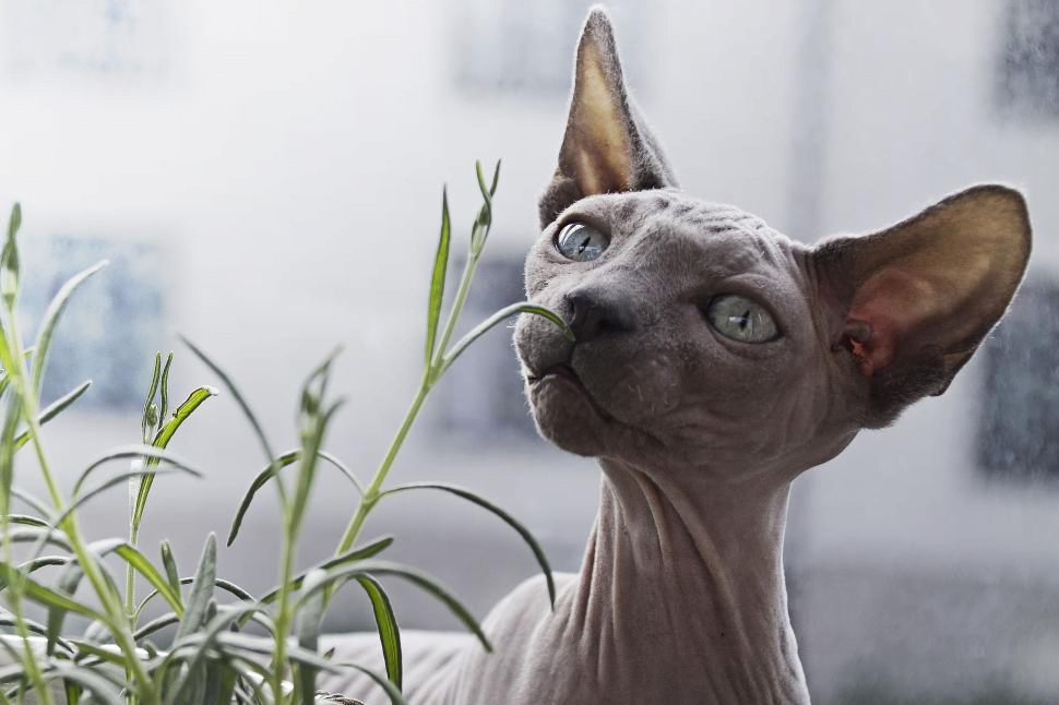 Image of the Sphynx Cat