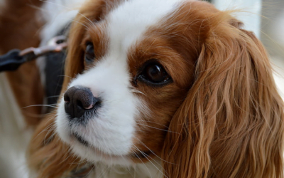 Cavalier King Charles Spaniel Essentials: A Complete Guide to the Cavalier King Charles Spaniel Dog Breed