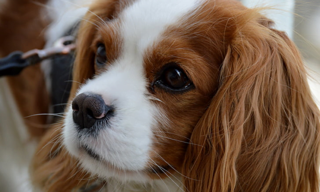 Cavalier King Charles Spaniel Essentials: A Complete Guide to the Cavalier King Charles Spaniel Dog Breed