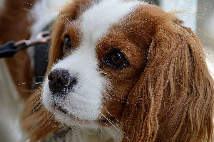 Cavalier King Charles Spaniel Essentials: A Complete Guide to the Cavalier King Charles Spaniel Dog Breed feat Image of Cavalier King Charles Spaniel