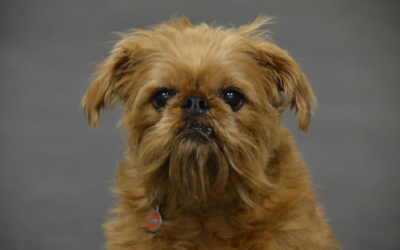 Brussels Griffon: A Complete Guide