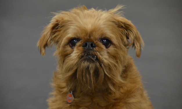 Brussels Griffon: A Complete Guide