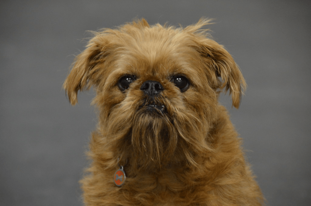 Brussels Griffon: A Complete Guide feat Brussels Griffon: A Complete Guide