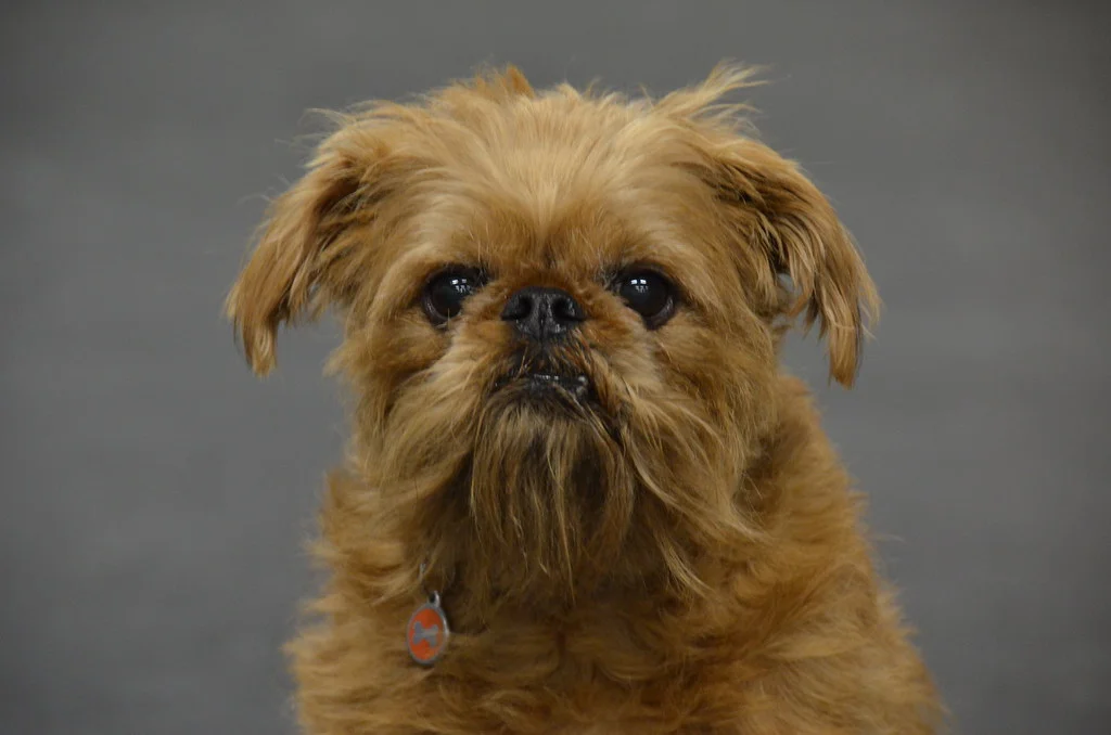 Brussels Griffon: A Complete Guide