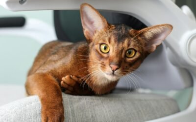 Abyssinian Cat: A Complete Guide
