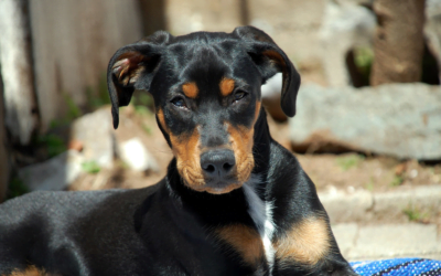 Austrian Pinscher: A Complete Guide