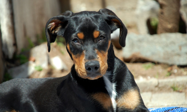 Austrian Pinscher: A Complete Guide