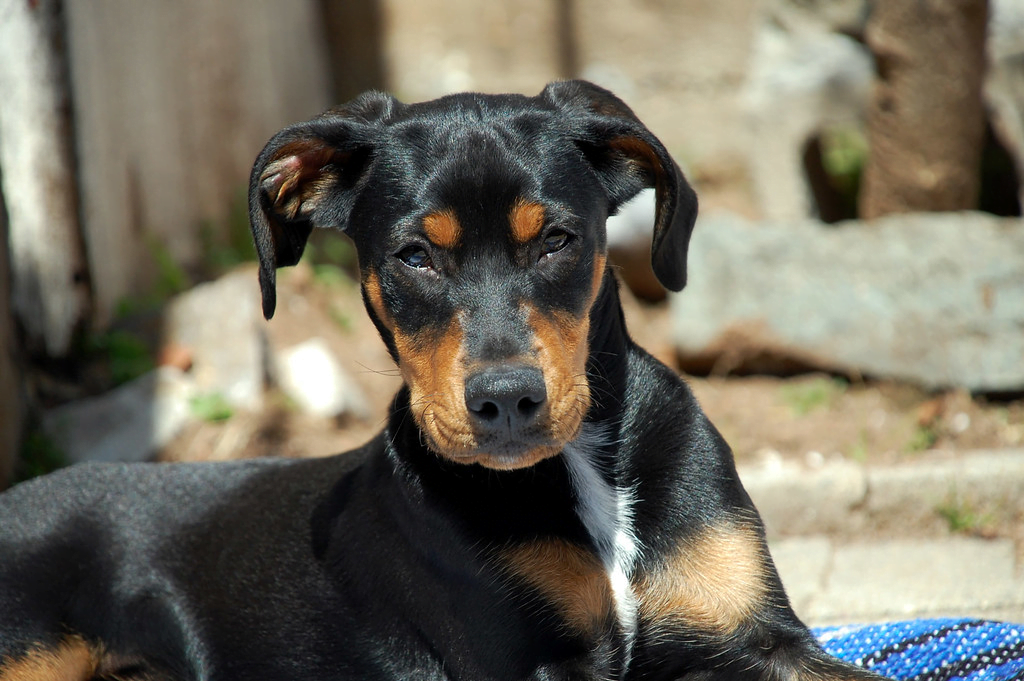 Austrian Pinscher: A Complete Guide