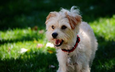 Yorkshire Terrier: A Complete Guide