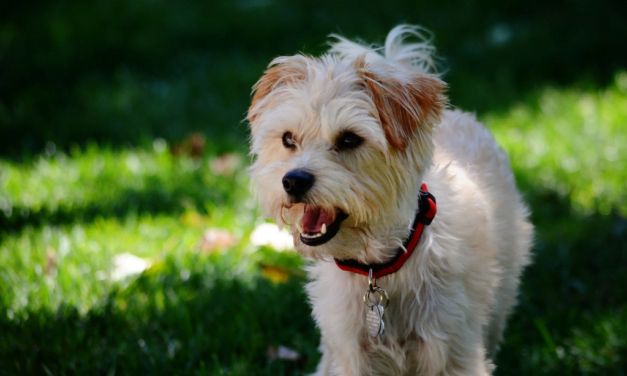 Yorkshire Terrier: A Complete Guide