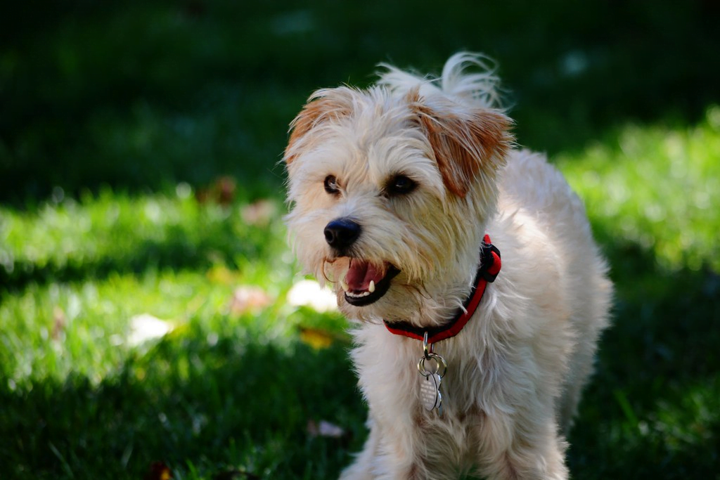 Image of Yorkshire Terrier