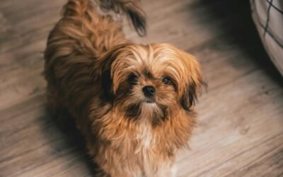 Shih Tzu: A Complete Guide