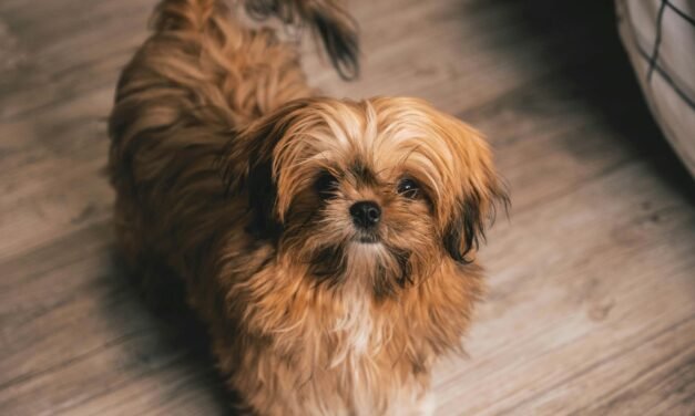 Shih Tzu: A Complete Guide