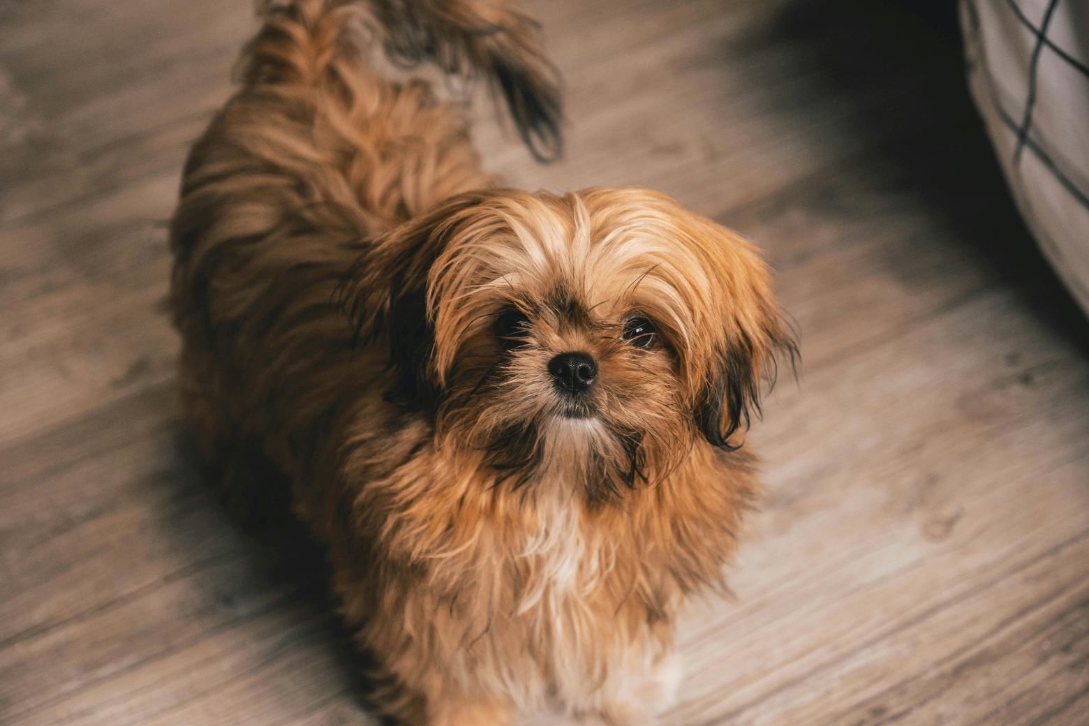 Shih Tzu: A Complete Guide