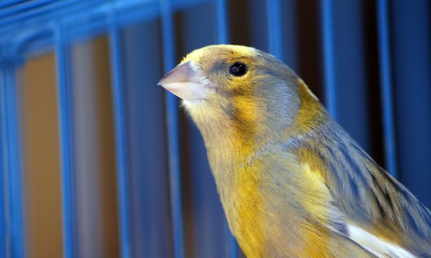 Canary: A Complete Guide