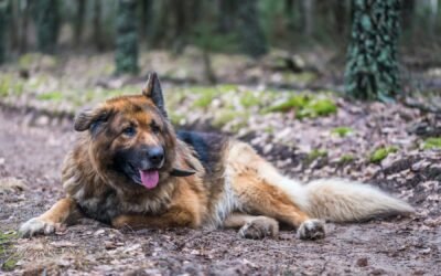 German Shepherd: A Complete Guide
