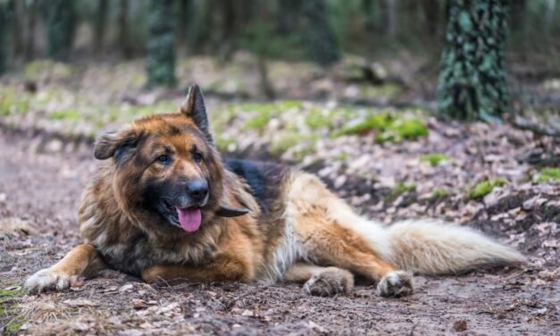 German Shepherd: A Complete Guide