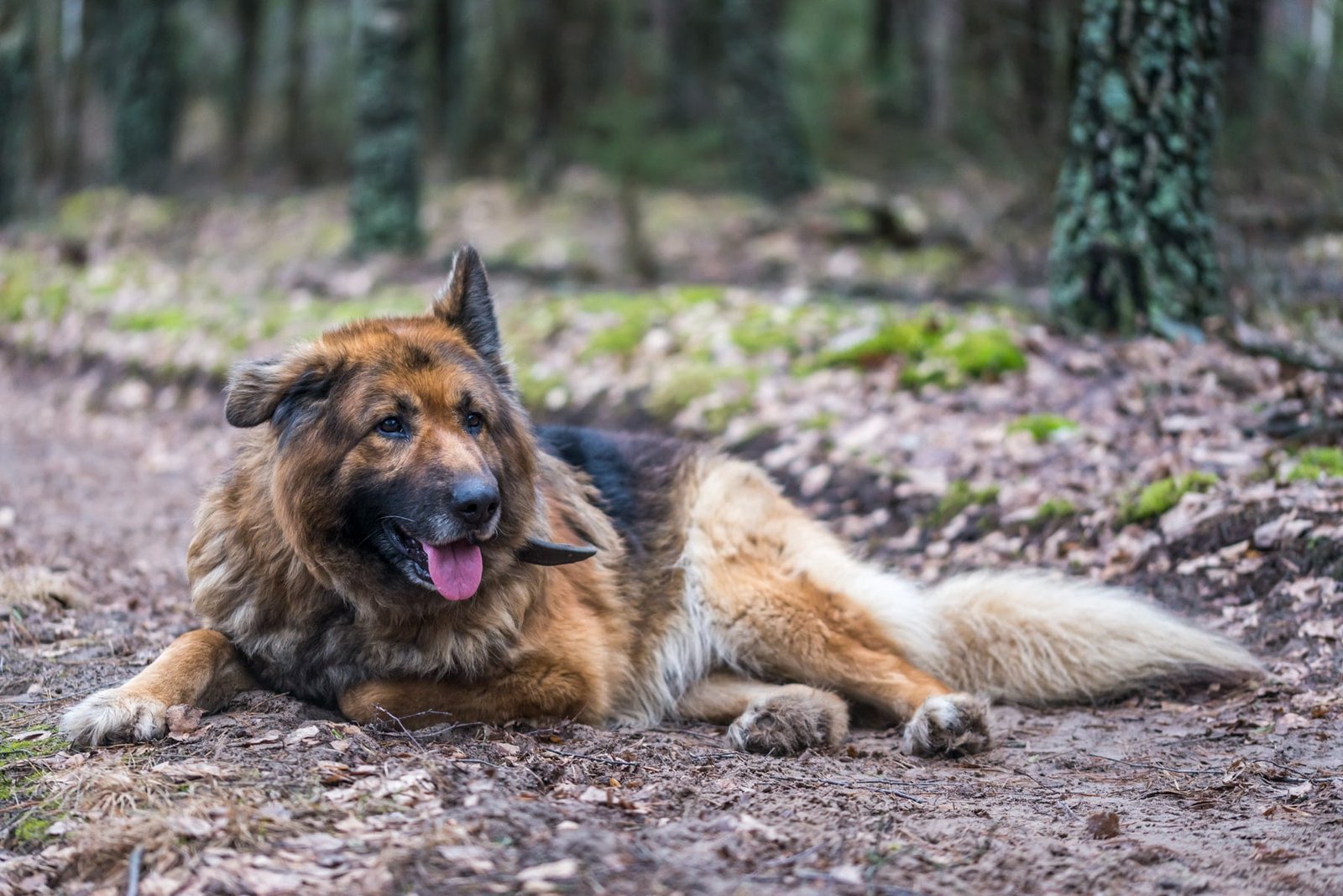 German Shepherd: A Complete Guide