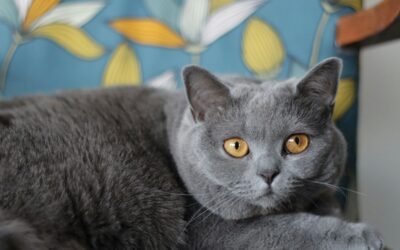 British Shorthair Cat: A Complete Guide