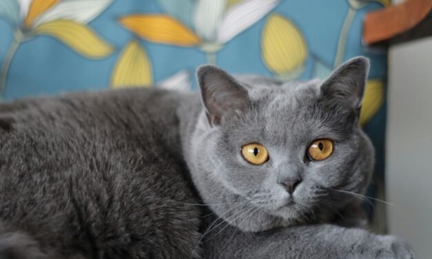 British Shorthair Cat: A Complete Guide