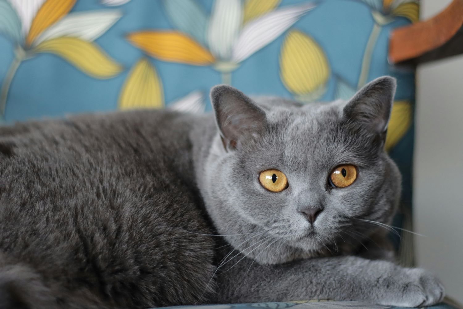British Shorthair Cat: A Complete Guide