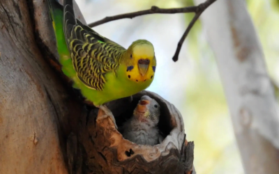 Top 10 Most Popular Pet Bird Species