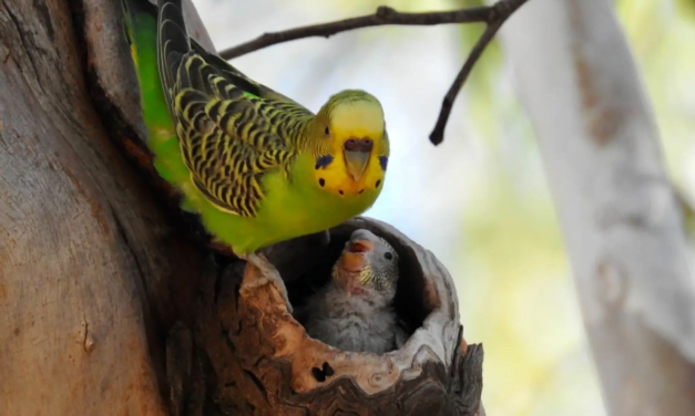 Top 10 Most Popular Pet Bird Species