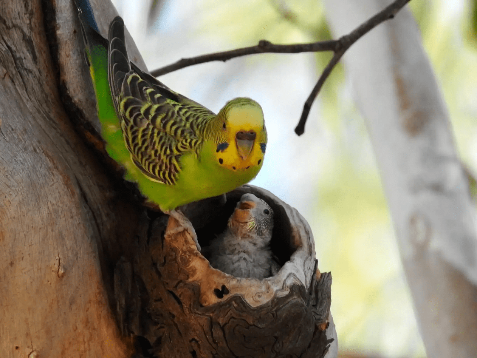 Top 10 Most Popular Pet Bird Species feat Top 10 Most Popular Pet Bird Species