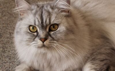 Persian Cat: A Complete Guide