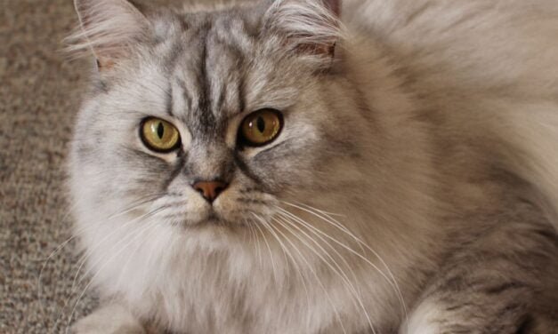 Persian Cat: A Complete Guide