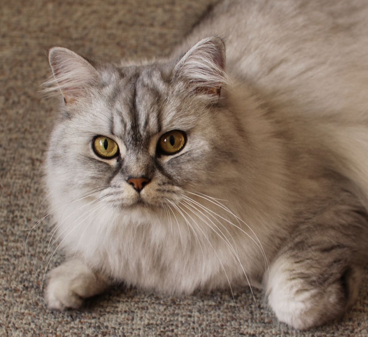 Persian Cat: A Complete Guide