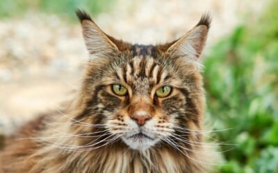 Maine Coon Cat Breed: A Total Guide