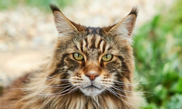 Maine Coon Cat Breed: A Total Guide