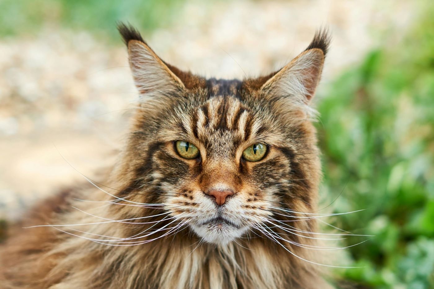 Maine Coon Cat Breed: A Total Guide feat Maine Coon Cat