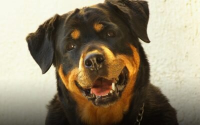Rottweiler: A Total Guide