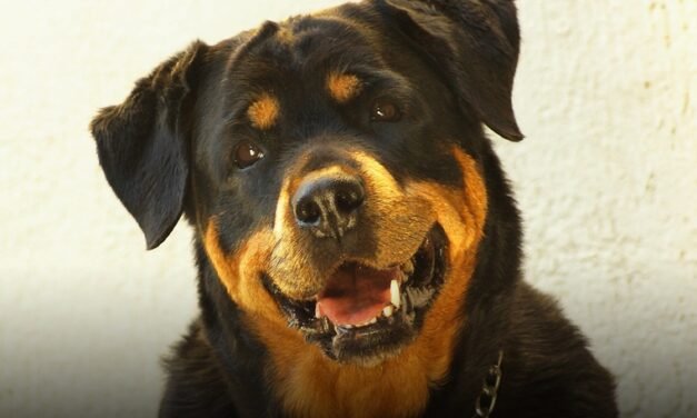 Rottweiler: A Total Guide