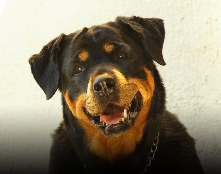 Rottweiler: A Total Guide feat Rottweiler: A Total Guide