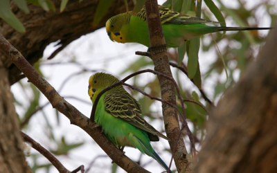 Budgerigar: A Complete Guide