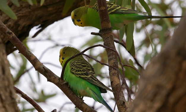 Budgerigar: A Complete Guide